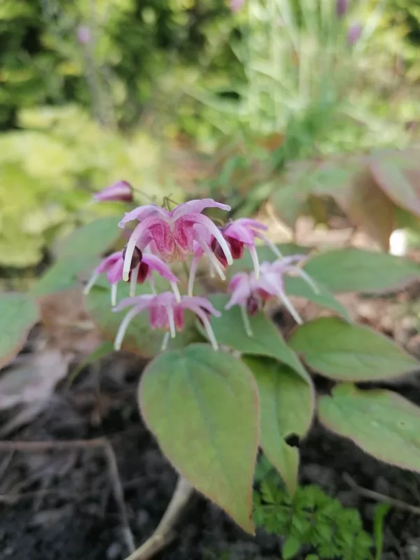 Epimedium Pretty in Pink