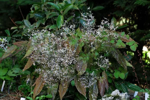 Epimedium pubescens