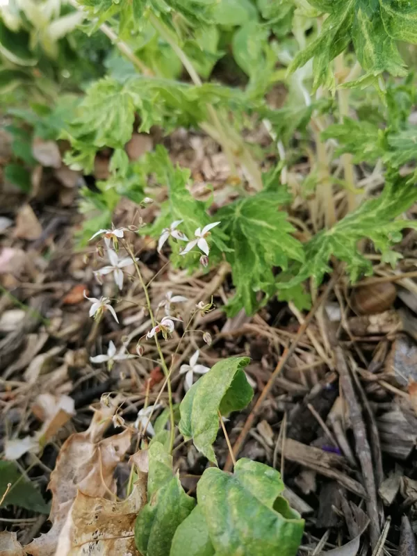 Epimedium pubescens Blutentaz