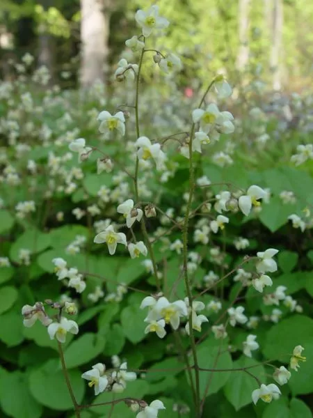 Epimedium pubigerum