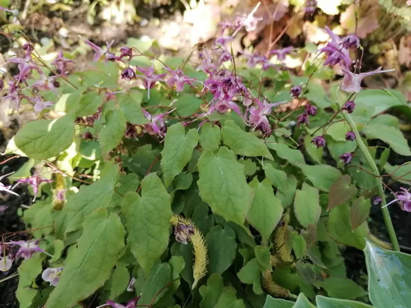 Epimedium Purple Pixie