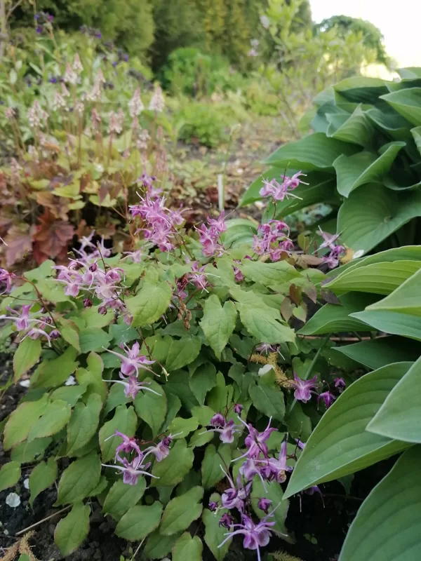 Epimedium Purple Pixie