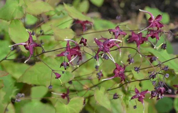 Epimedium Red Maximum