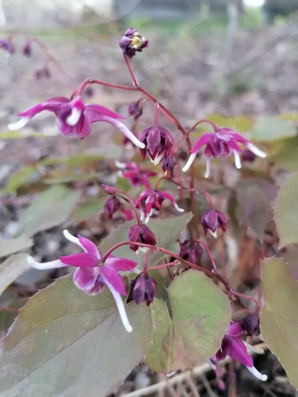 Epimedium Rose Queen