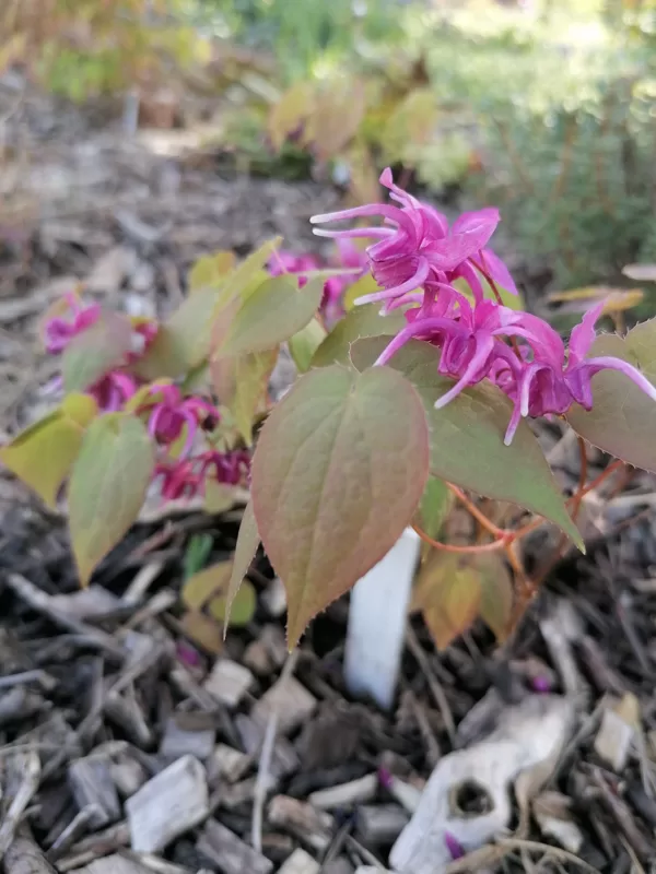 Epimedium Royal Purple