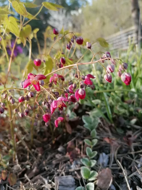 Epimedium x rubrum