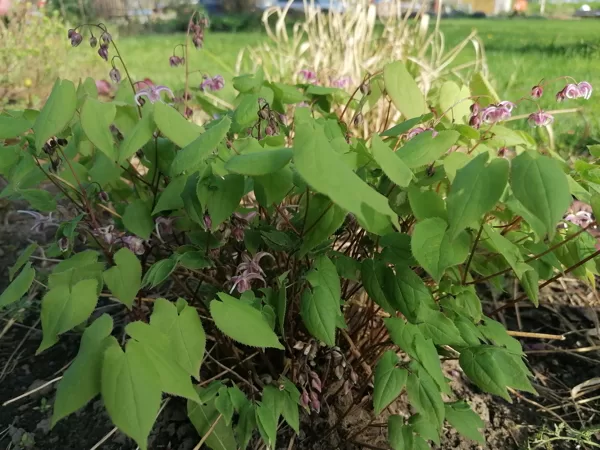 Epimedium Sakura Maru