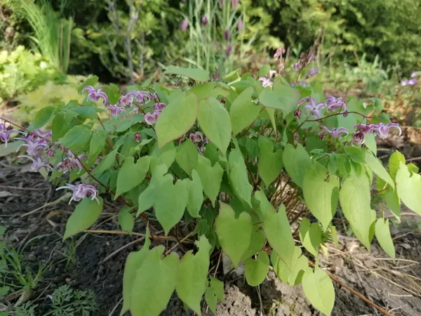 Epimedium Sakura Maru