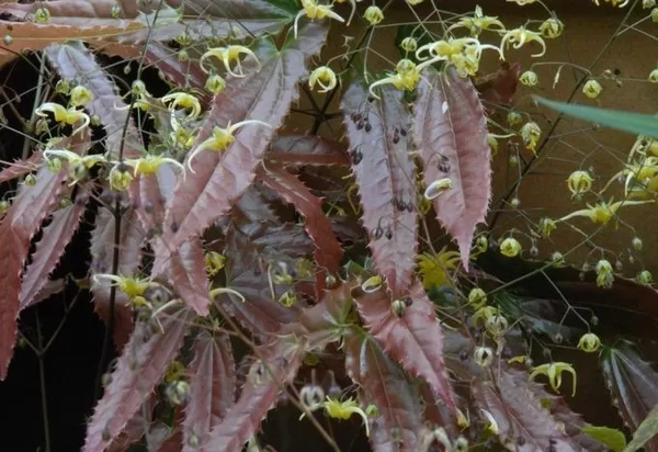 Epimedium Spine Tingler