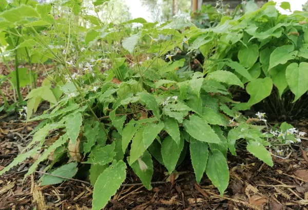 Epimedium stellatum Long Leaf form