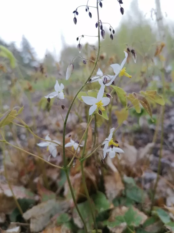 Epimedium stellatum Long Leaf form