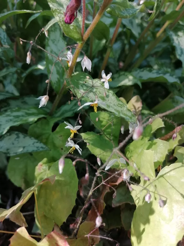 Epimedium stellatum Wudang Star