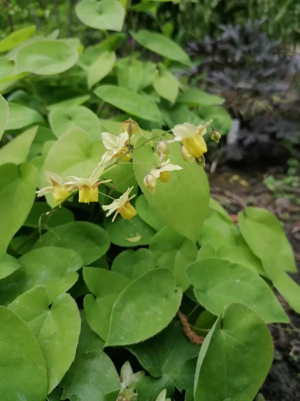 Epimedium x versicolor