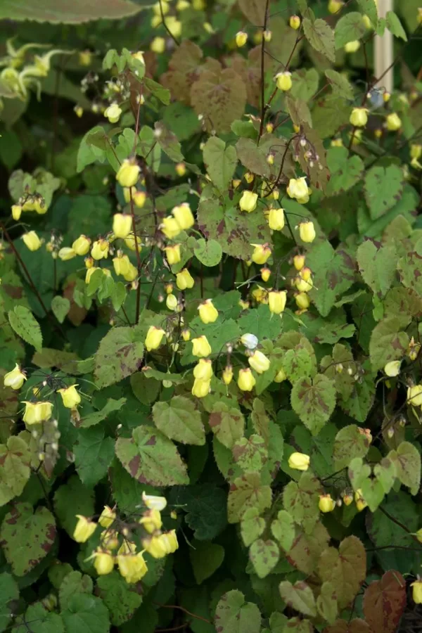 Epimedium Sunny and Share