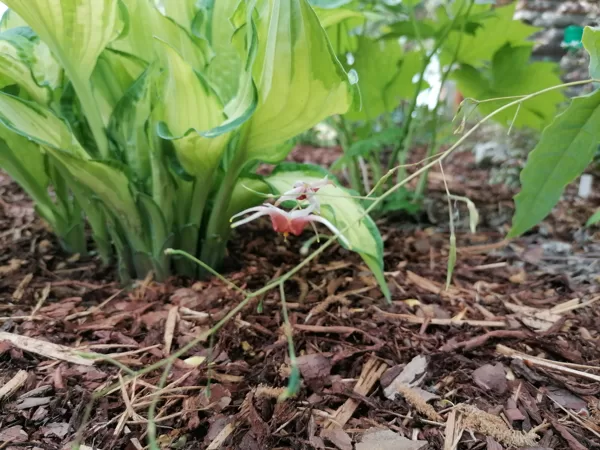 Epimedium TG