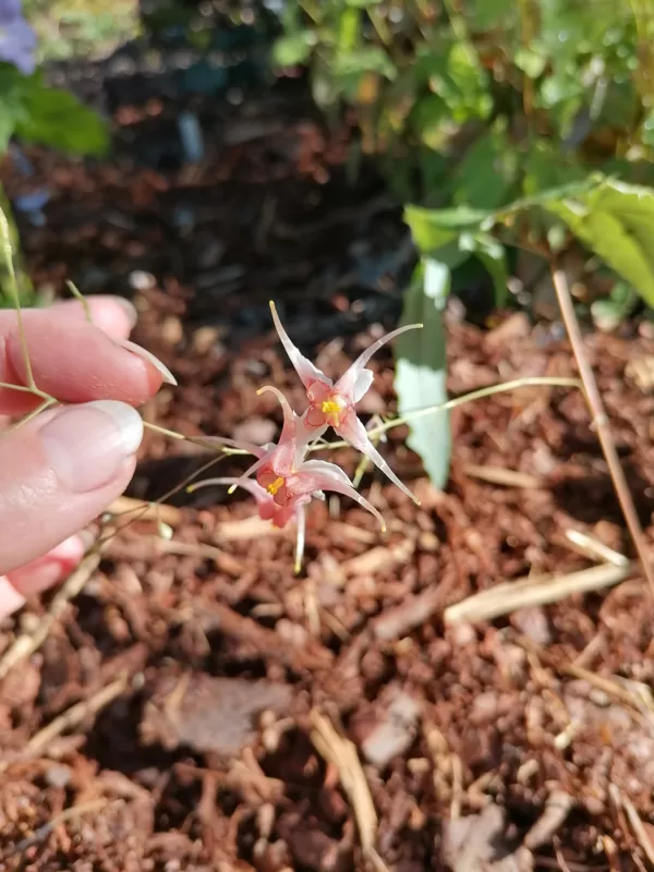 Epimedium Togen