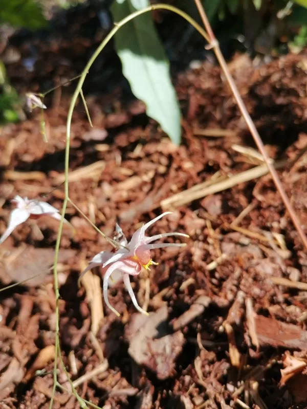 Epimedium Togen