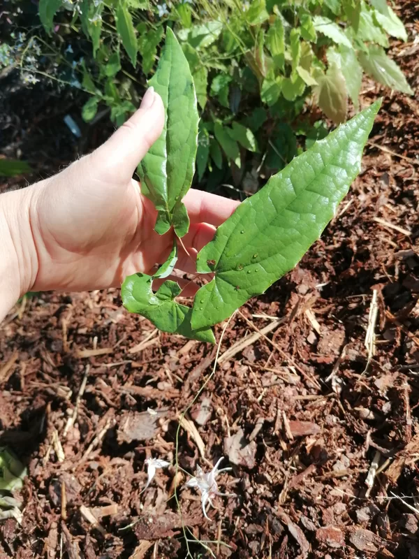 Epimedium Togen