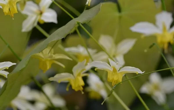 Epimedium Totnes Turbo