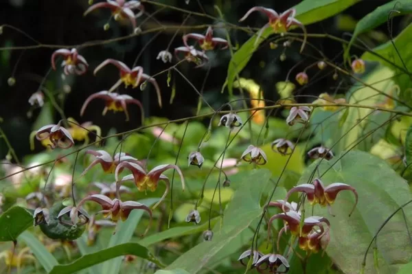 Epimedium Tricolor