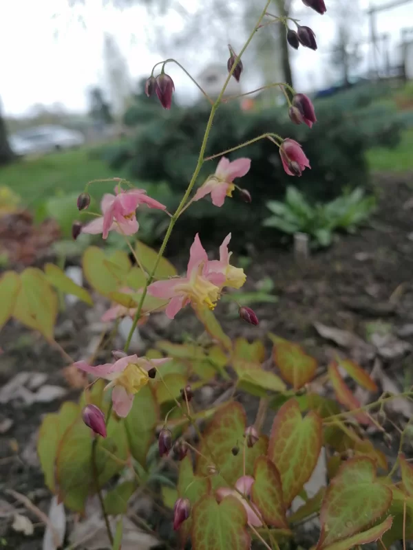 Epimedium x versicolor Cupreum