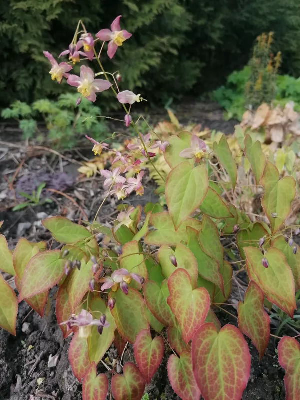 Epimedium x versicolor Cupreum