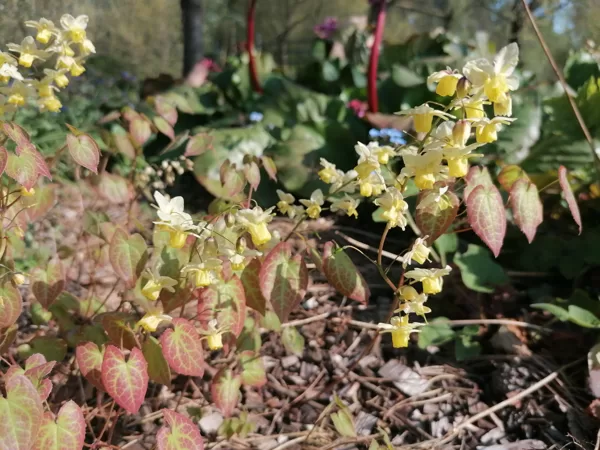 Epimedium x versicolor Neosulphureum