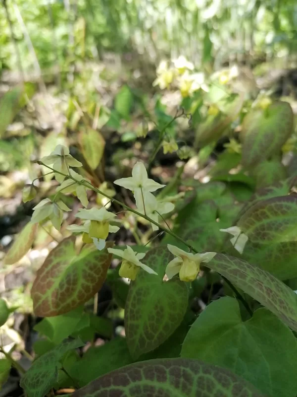 Epimedium x versicolor Neosulphureum