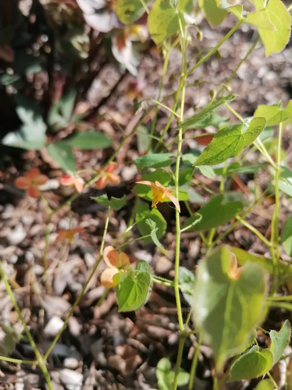 Epimedium x warleyense Ellen Willmot