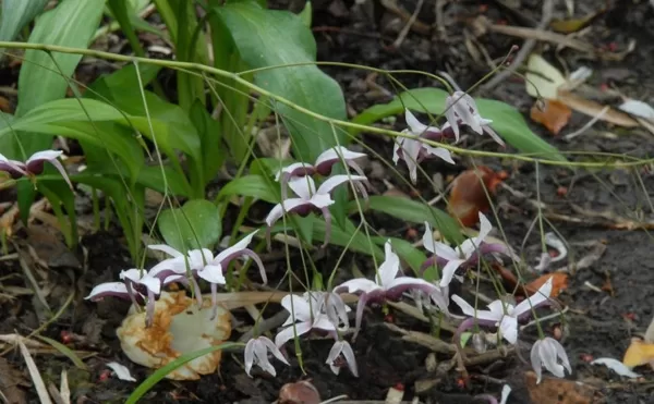 Epimedium x omeiense Myriad Years