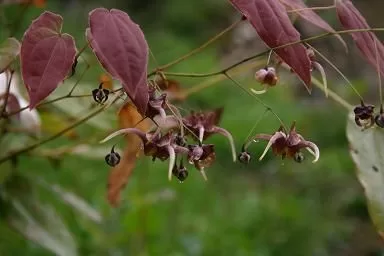 Epimedium x omeiense Stormcloud