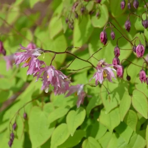 Epimedium x youngianum Beni Kujaku