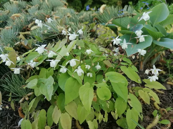 Epimedium x youngianum Niveum
