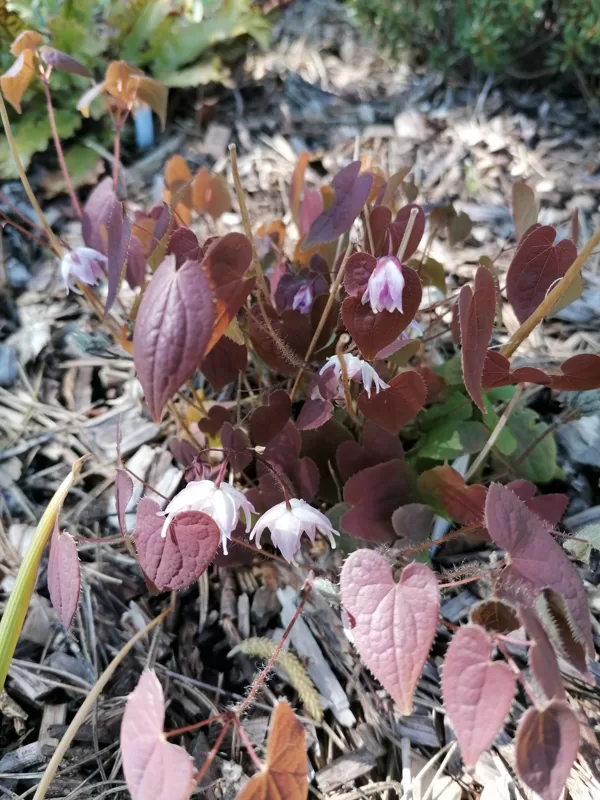 Epimedium x youngianum Tamabotan
