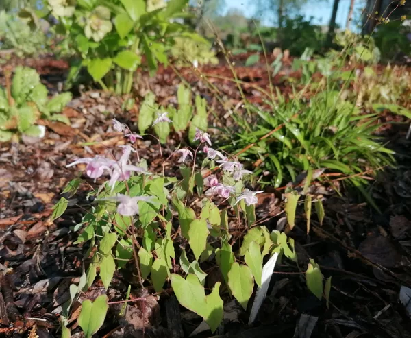 Epimedium x youngianum Akebono