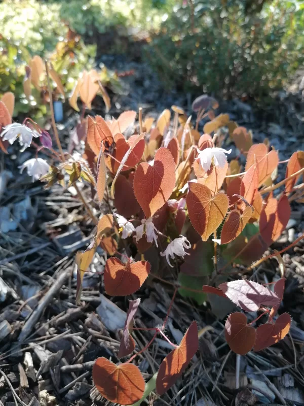Epimedium x youngianum Tamabotan